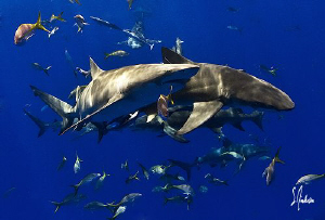 Reef Shark Tango! These Reef Sharks seemed to dance toget... by Steven Anderson 